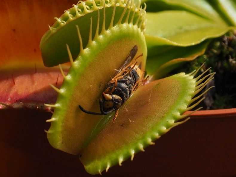Как вырастить из семян венерину мухоловку? как посадить и вырастить в домашних условиях? как правильно растить цветок «дионея»?