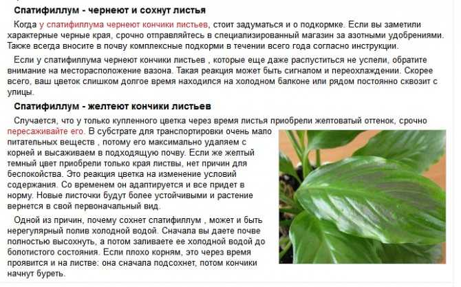 Восемь причин почернения листьев у спатифиллума