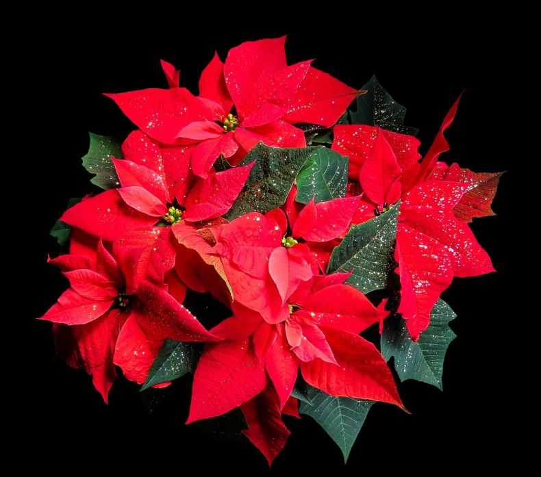 Цветок пуансеттия — как  ухаживать за рождественской звездой правильно?