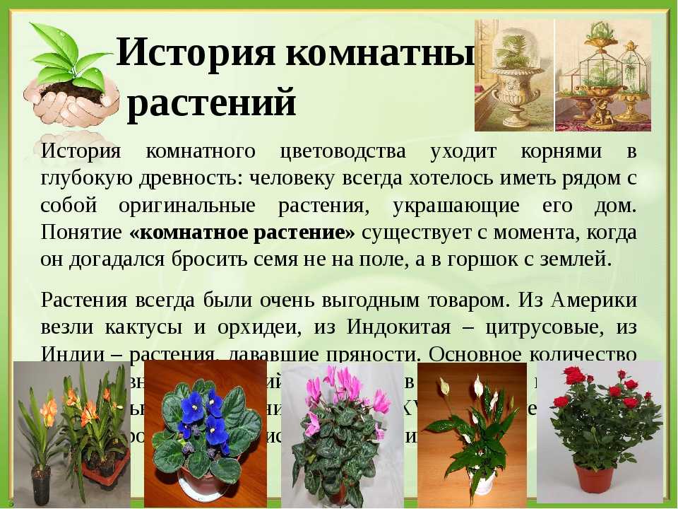 Спатифиллум: описание и родина растения