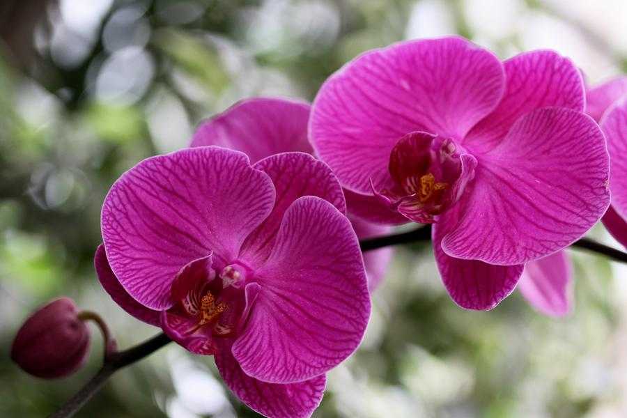 Орхидея одонтоглоссум: описание, фото и уход в домашних условиях