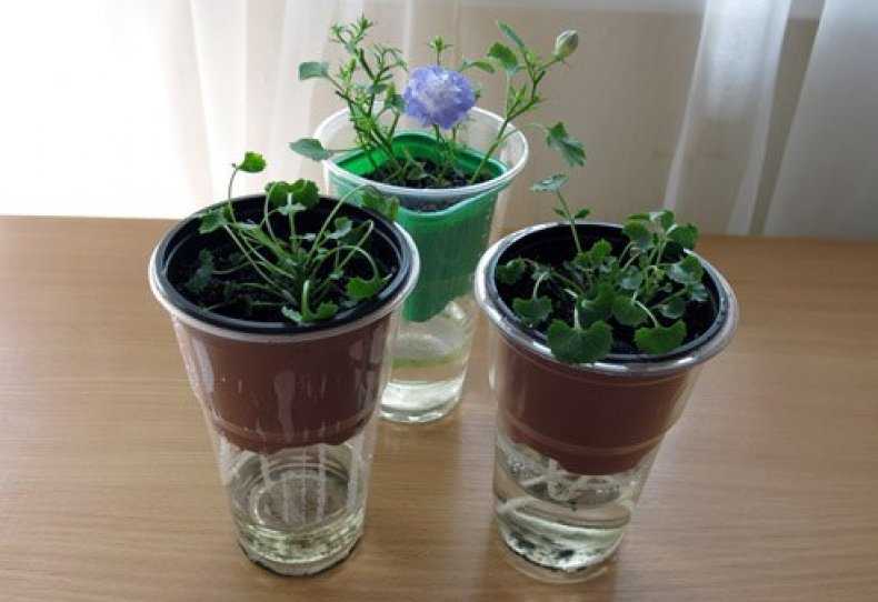 Семена комнатных цветов - вырастить в домашних условиях, какие цветы выращивают