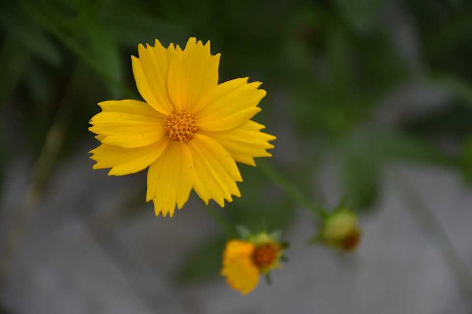 Цветы, похожие на лилии: лилейник желтый, трициртис, валлота прекрасная, кандык