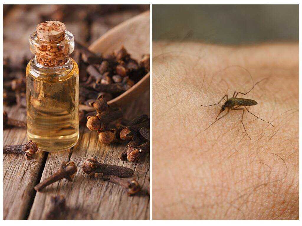 5 эффективных средств от клещей, комаров и мошек - без химии, натура