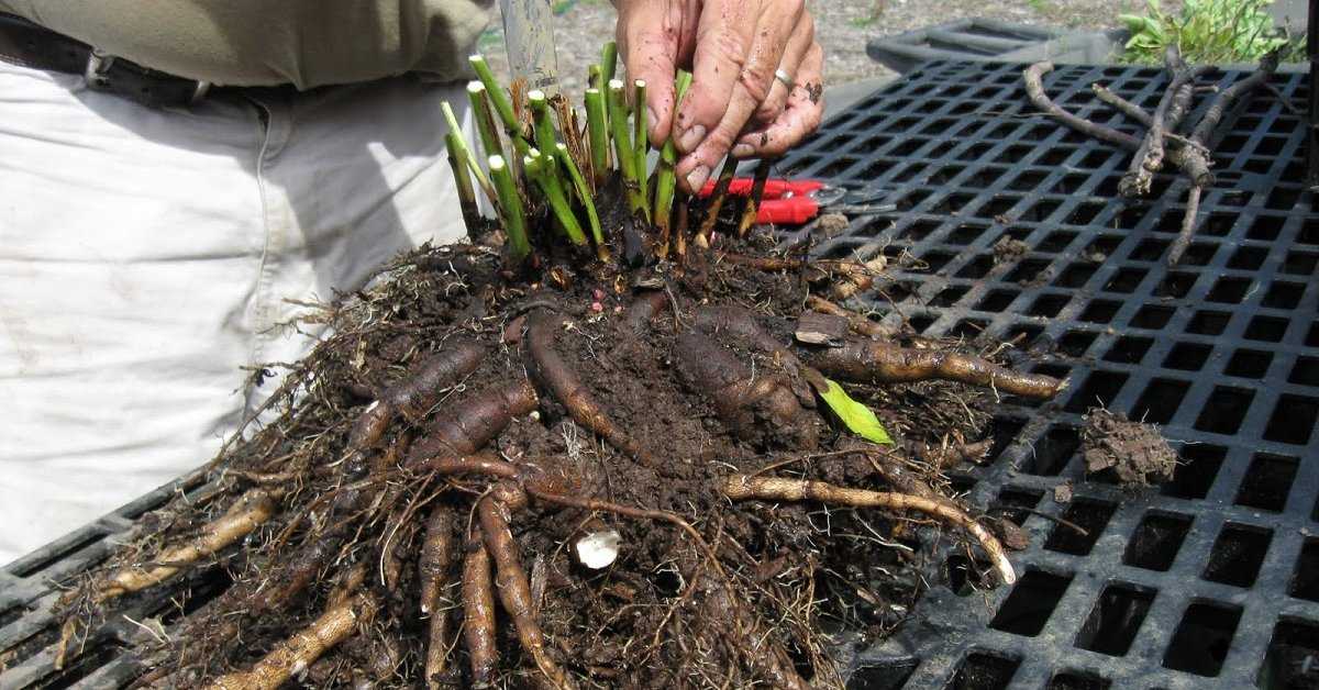 Как выращивать пионы в горшках в саду?
