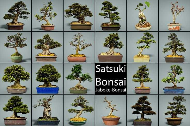 Выращиваем у себя дома бонсай сакуру. правила посадки и тонкости ухода за миниатюрным деревцем - райский сад