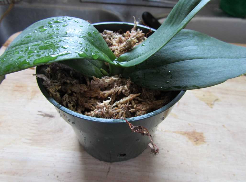 В орхидее завелись мошки — эффективные способы как избавиться