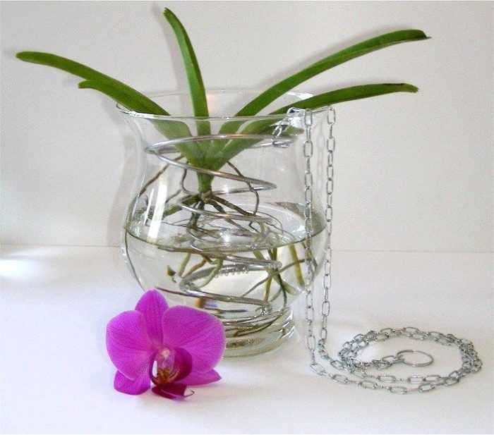 Как выбрать горшок для орхидеи фаленопсис: в какие горшки сажать растение