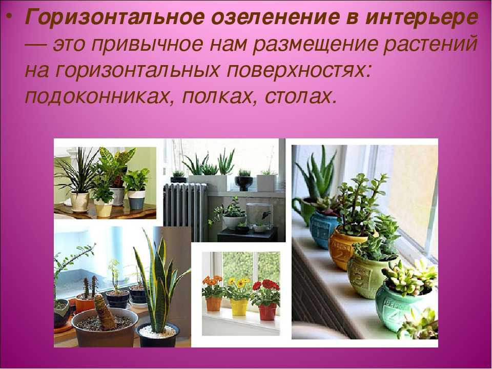 100+ лучших идей | комнатные растения в интерьере (80 фото)