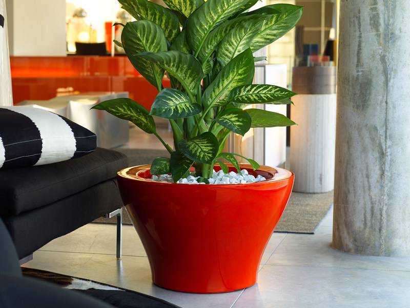 Комнатные растения, очищающие воздух (28 фото): какие домашние цветы хорошо чистят воздух в квартире? сколько их нужно для очистки дома?