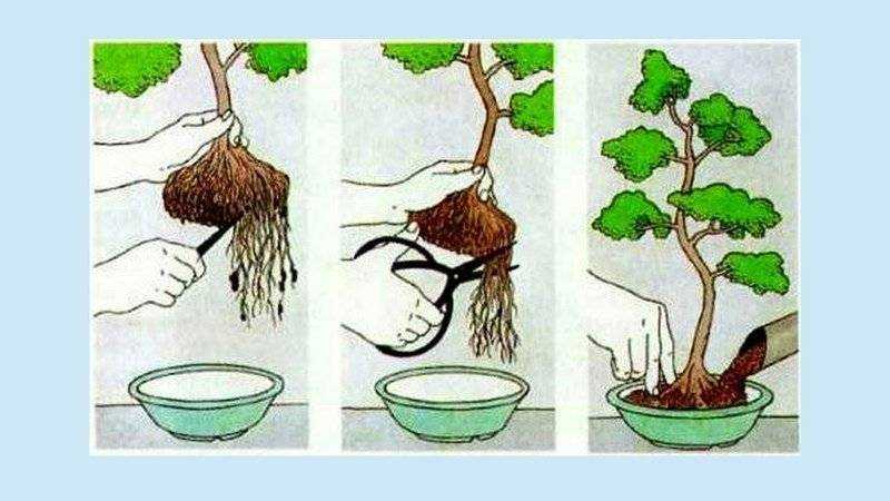Бонсай (72 фото): что это такое? как выращивать дерево своими руками? особенности ухода в домашних условиях