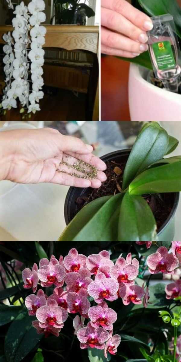 Полноценные уход и выращивание орхидей в домашних условиях