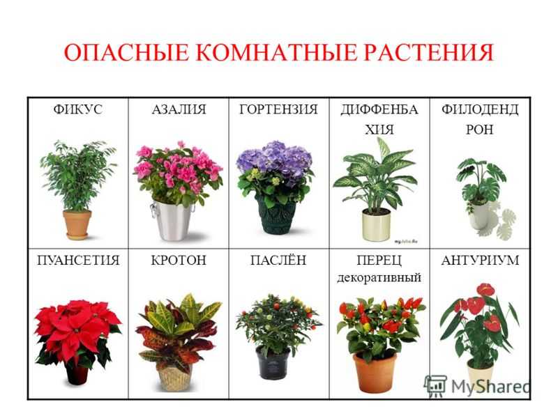 Ампельные комнатные растения (33 фото): виды висячих цветов для дома. теневыносливые свисающие вниз домашние цветы и другие