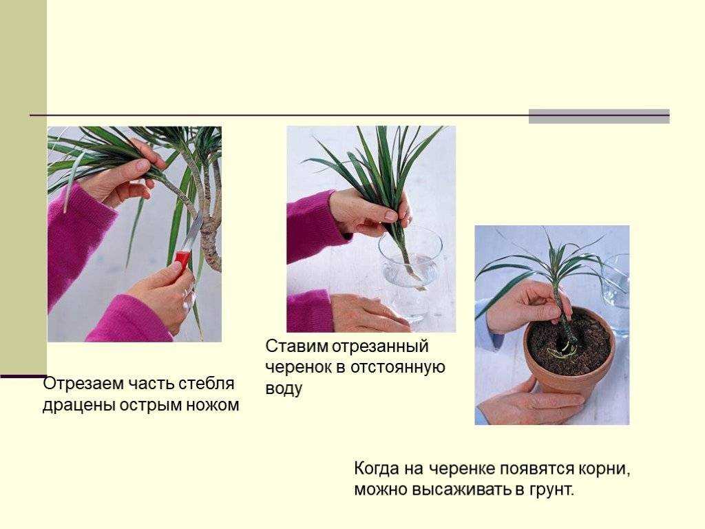 ᐉ цветок маранта: уход в домашних условиях, фото и виды, размножение и пересадка - roza-zanoza.ru