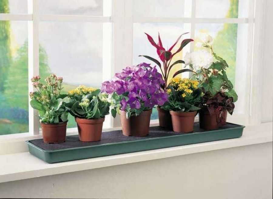 Светолюбивые комнатные растения - описание солнцелюбивых цветов, которые любят жару и прямые солнечные лучи