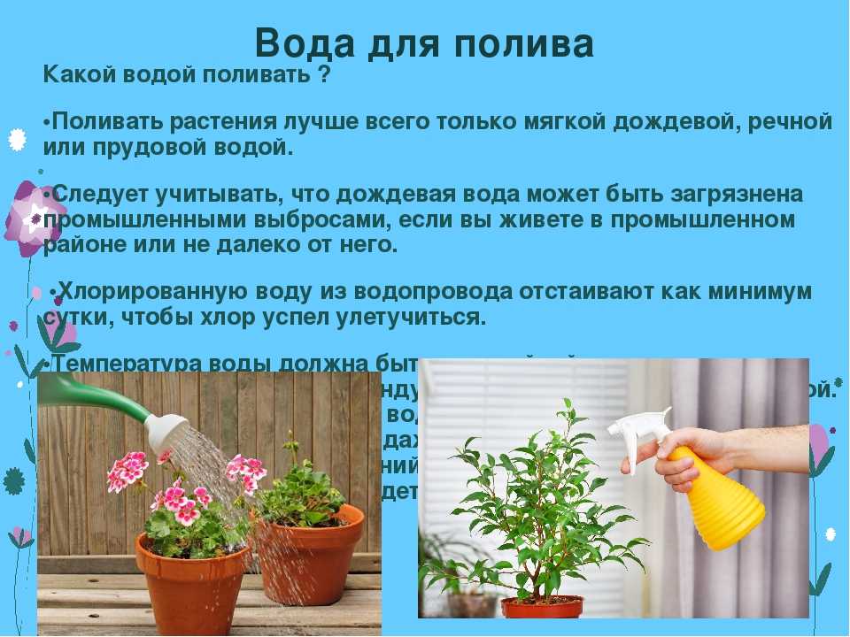 Как нужно поливать комнатные растения? обзор + советы!