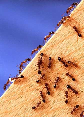 Древесные муравьи — вредители, как избавиться от них