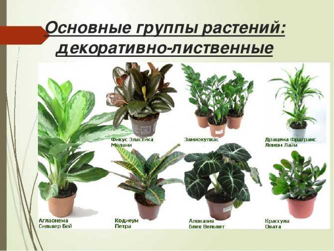 Большие комнатные растения: их особенности и самые популярные виды. Как выбрать высокие домашние цветы и крупные растения типа дерева в горшках для дома Где их лучше всего расположить