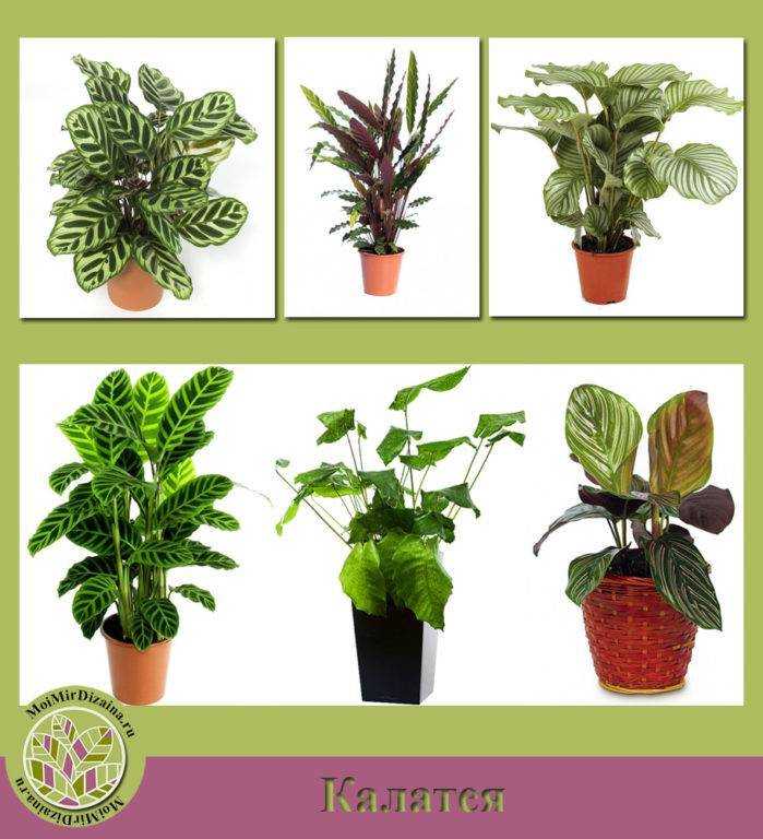 Опасные и ядовитые растения: фото с названиями и описаниями. что делать в случае, если съел ядовитое растение