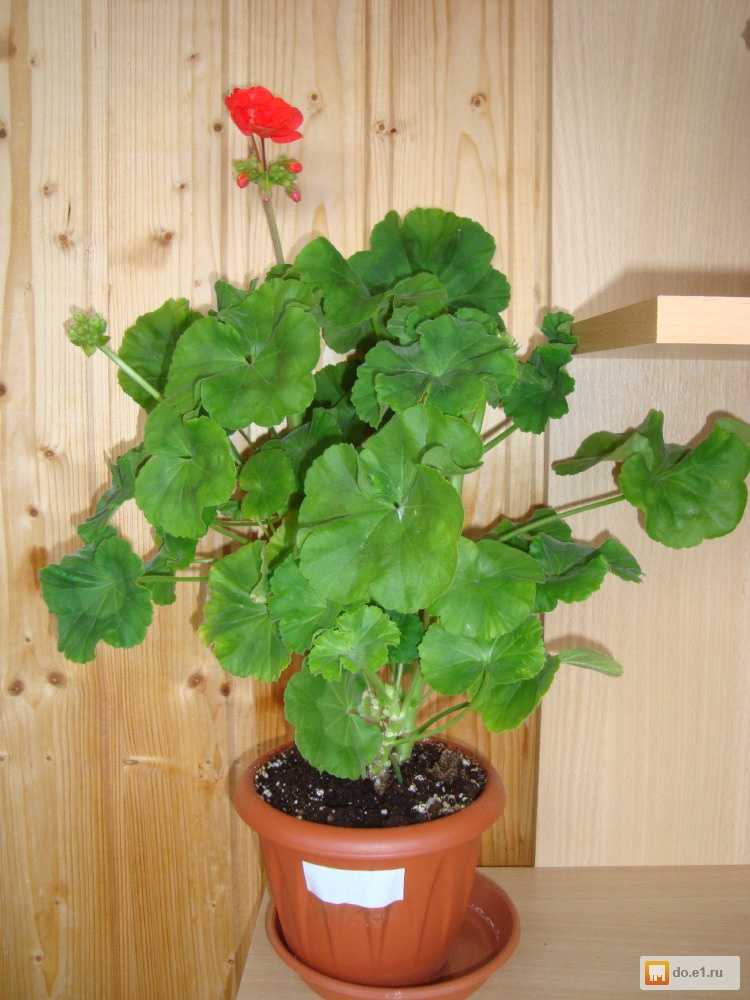 Почему не цветет пеларгония королевская, а дает только листву в домашних условиях: что делать для правильного уходи и как заставить растение распуститься?дача эксперт