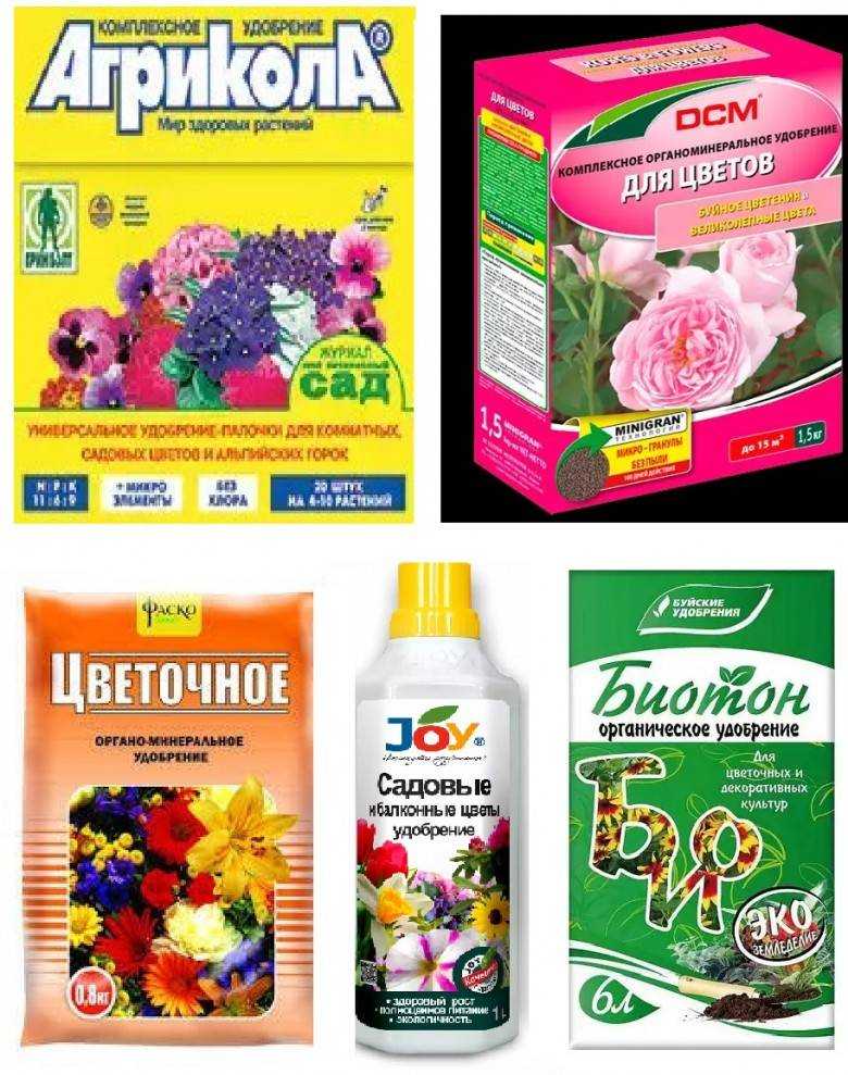 Подкормка цветов дрожжами: как правильно приготовить дрожжевые удобрения для растений и как их можно подкормить? рецепты приготовления удобрений для комнатных цветов