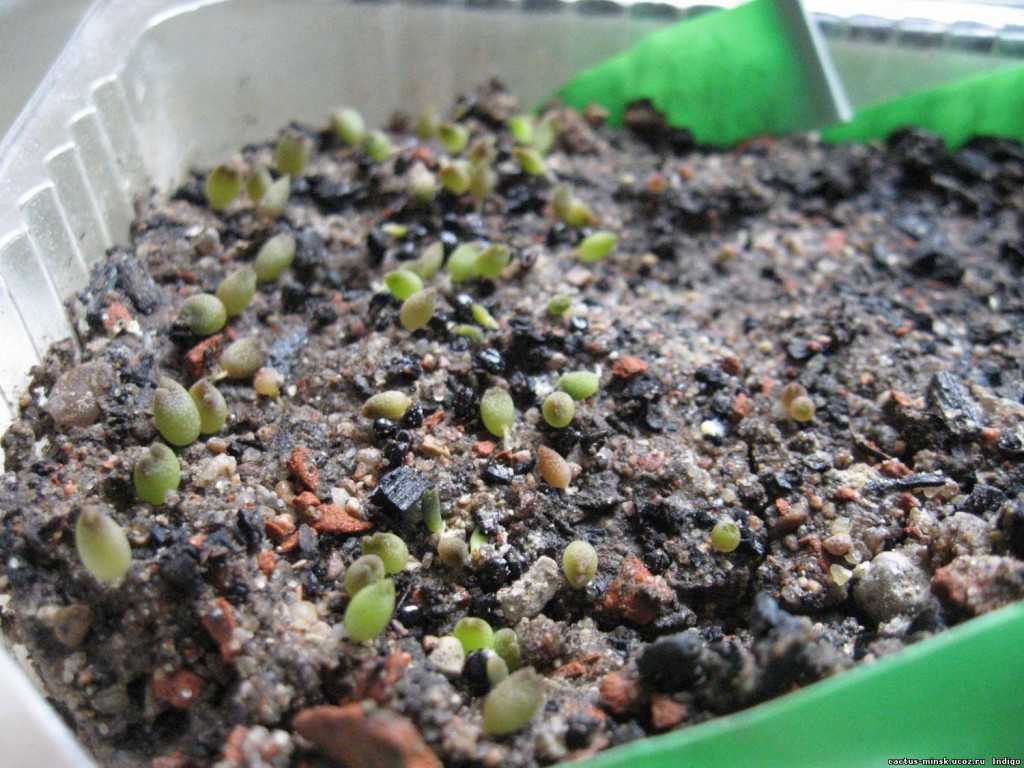 Как вырастить кактус из семян. уход за сеянцами
