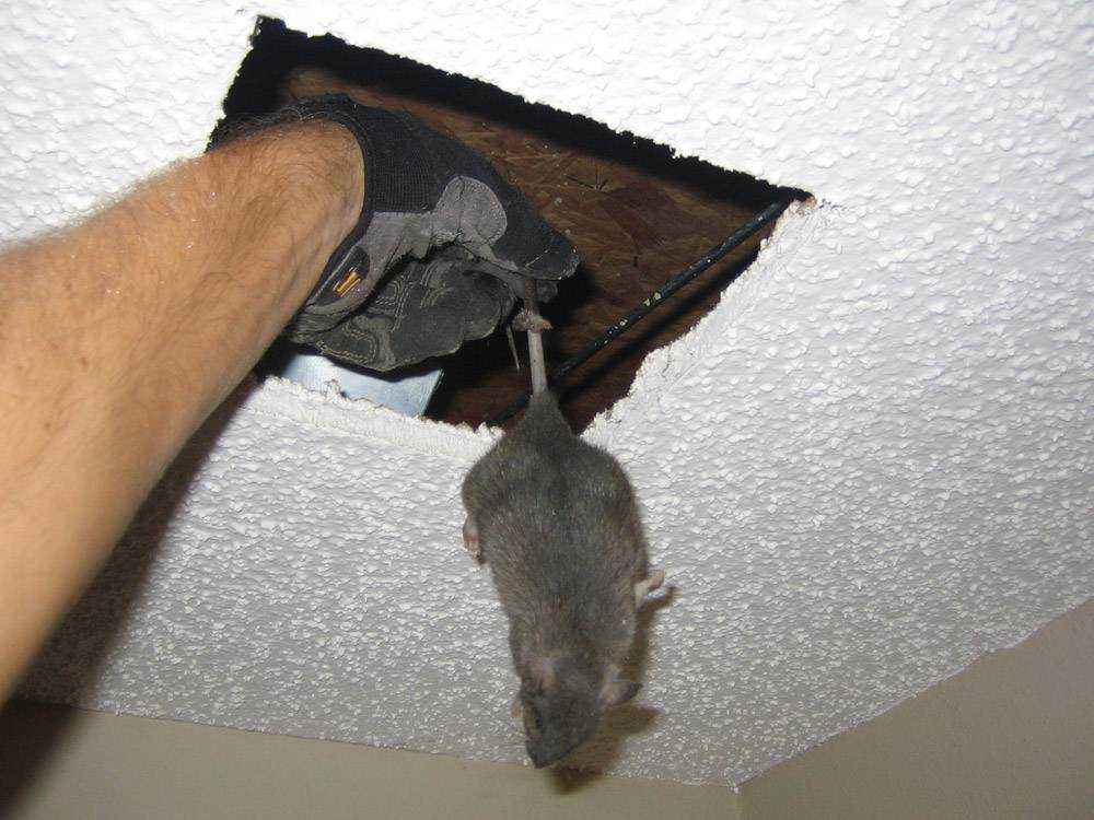Эффективные способы избавления от летучих мышей под крышей