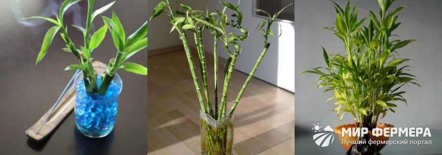 Бамбук в домашних условиях — как размножить: подробная инструкция