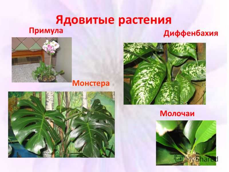 Ядовитые растения