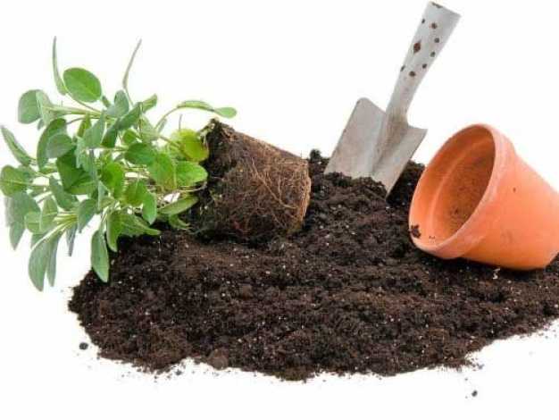 Грунт для антуриума: какой нужен состав готовой почвы для его пересадки? как в домашних условиях сделать субстрат своими руками?
