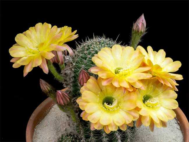 Кактус цветет: какие комнатные виды цветут и как добиться цветения от популярных видов кактусов (145 фото)