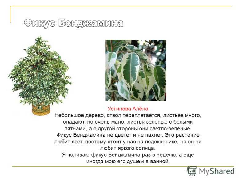 Превосходное растение для жилища и офиса — фикус бенджамина «пестролистный»