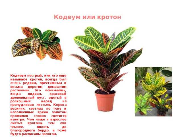 Пересадка кротона (кодиеума) в домашних условиях: почва для цветка, горшок selo.guru — интернет портал о сельском хозяйстве