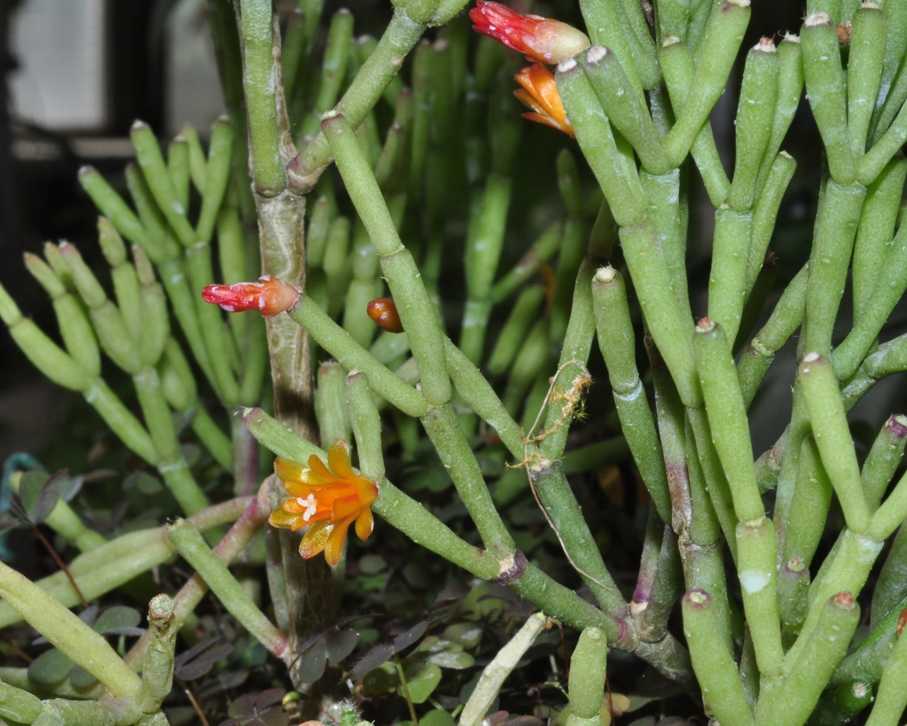 Коралловый кактус — хатиора. особенности выращивания и ухода, разновидности цветка