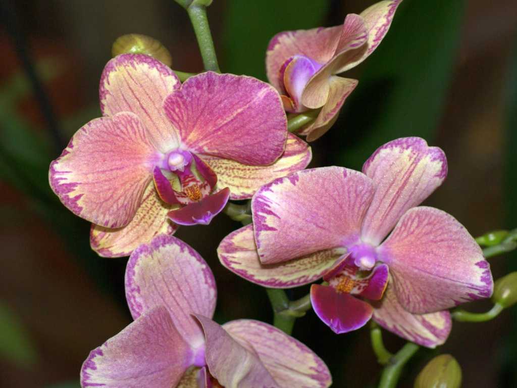 Цветение орхидей