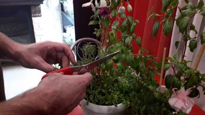 Фуксия — выращивание цветка в домашних условиях и правильный уход за ним