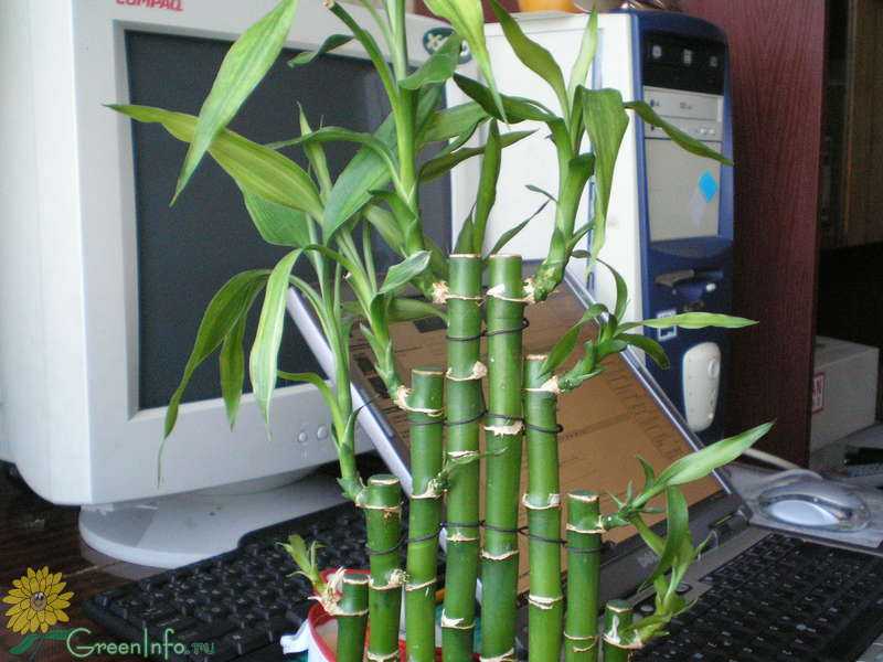 Комнатное растение бамбук (48 фото): уход и размножение