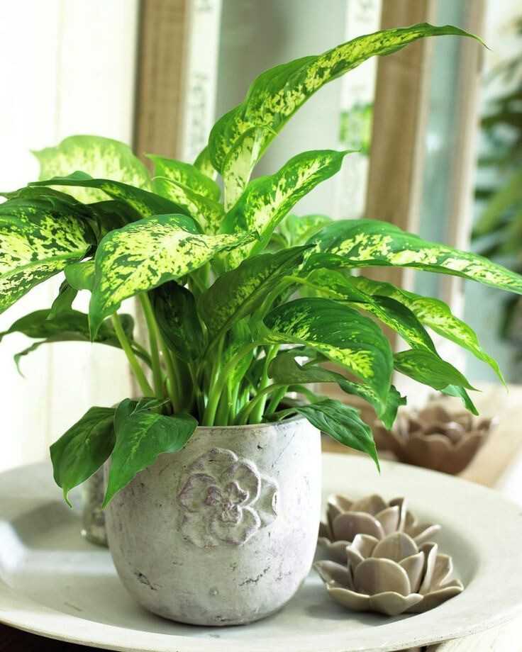 Пестролистные комнатные растения и изменение их окраски - проект "цветочки" - для цветоводов начинающих и профессионалов