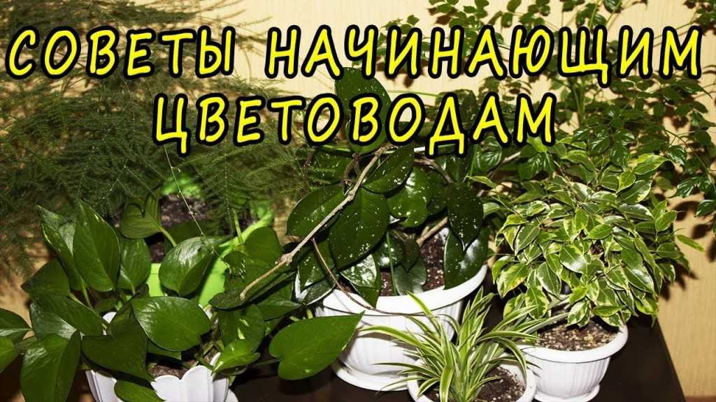 Комнатное растение с бело-зелеными листьями (23 фото): названия домашних цветов с белыми полосками, с широкими листьями и белыми прожилками