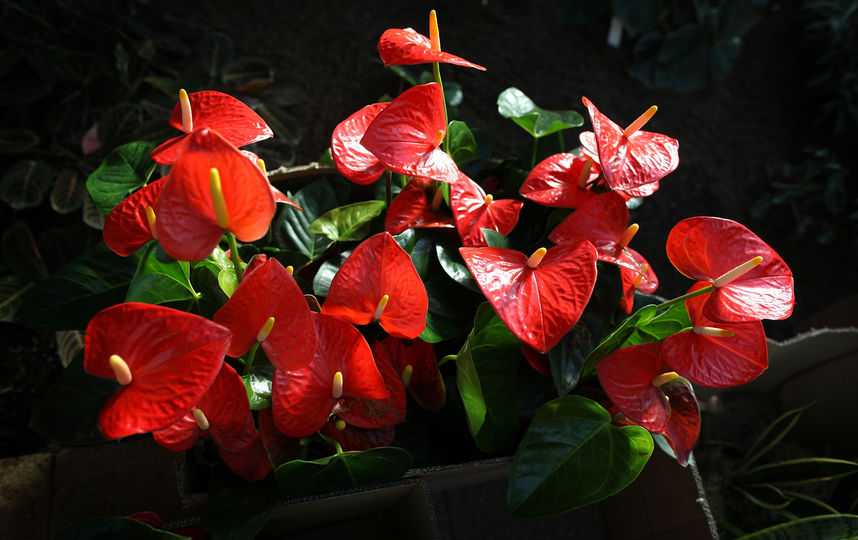 Комнатные растения с красными цветами