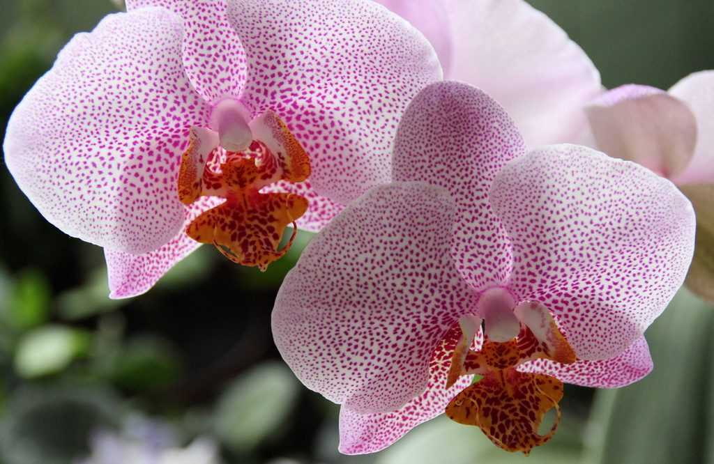 Вы купили орхидею: правильный уход за любимым цветком ниро вульфа