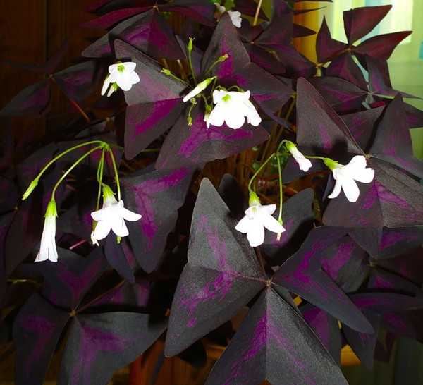 Как называется цветок с фиолетовыми и зелено-фиолетовыми листьями « флорибус