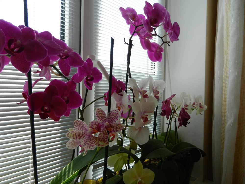 Отвечаем, можно ли орхидеи держать в спальне