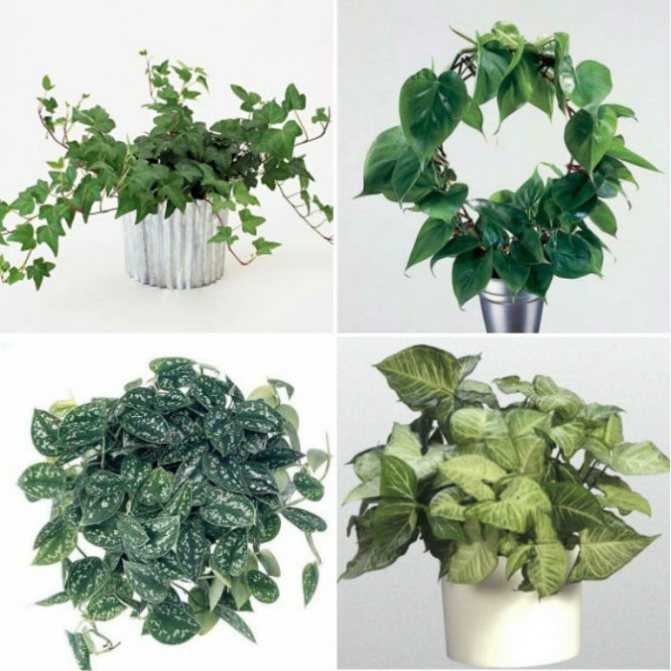 Вьющиеся комнатные растения (80 фото) - названия и виды,  выращивание, уход и полив