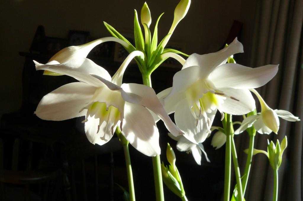 Эухарис домашний - уход, фото цветка, пересадка комнатного растения, размножение
