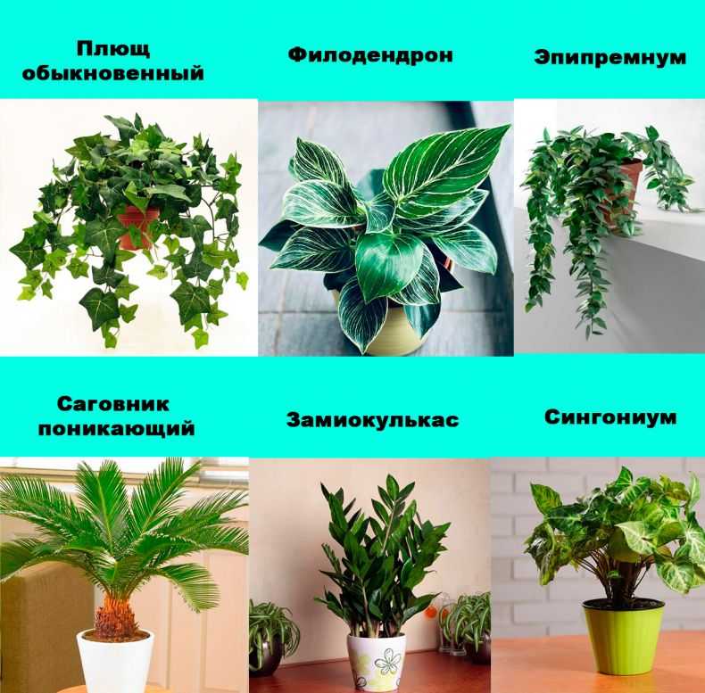 Ядовитые комнатные растения, опасные для детей и животных на supersadovnik.ru