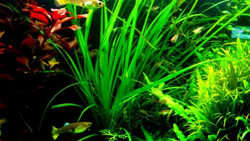 Циперус в аквариуме с рыбками - циперус хелфера аквариумное растение заднего плана