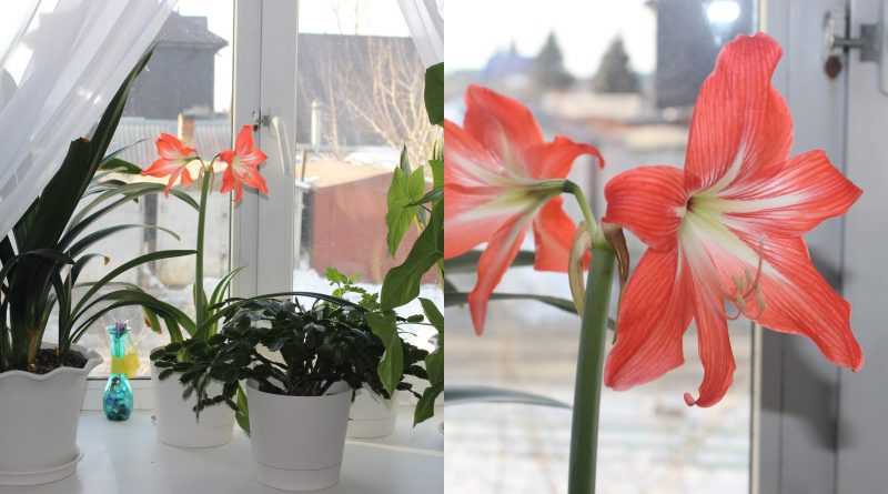 Гиппеаструм (55 фото): уход за цветком в домашних условиях. как он выглядит? как сажать комнатное растение? как подобрать грунт для гиппеаструма?