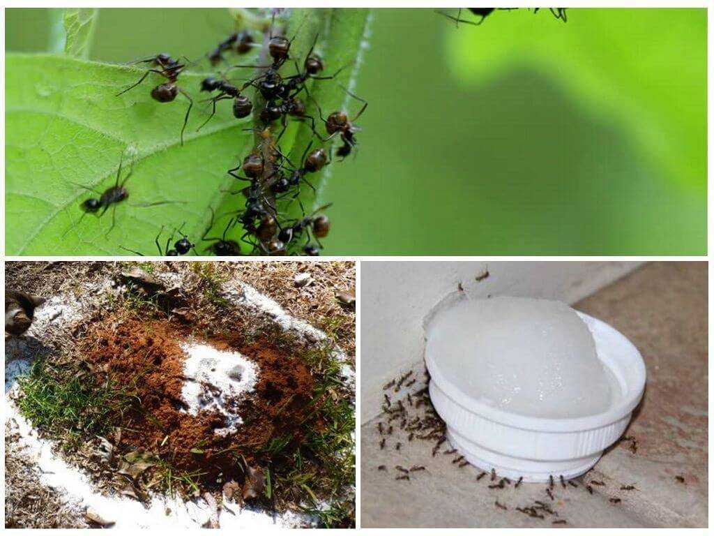 Как избавиться от муравьев на огороде — проверенные методы