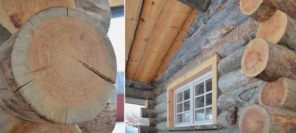 Деревянные дома из кело (36 фото): срубы из сухостойной сосны, проекты готовых домов из полярного сухостоя, особенности строительства